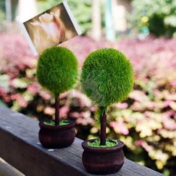 آموزش سبزه درختچه ای